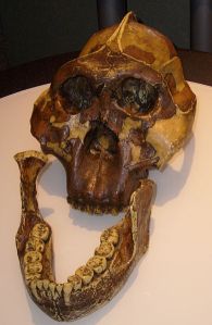 P. boisei's massive molars